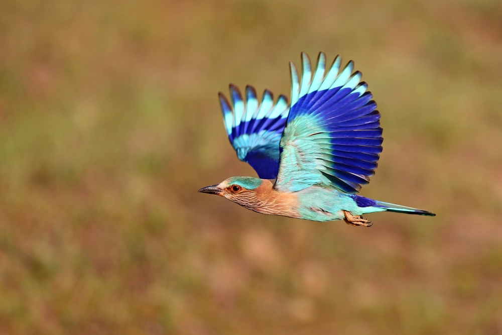 Birds