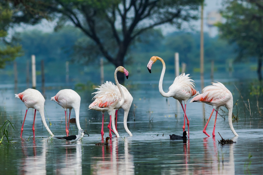 Keoladeo Ghana National Park