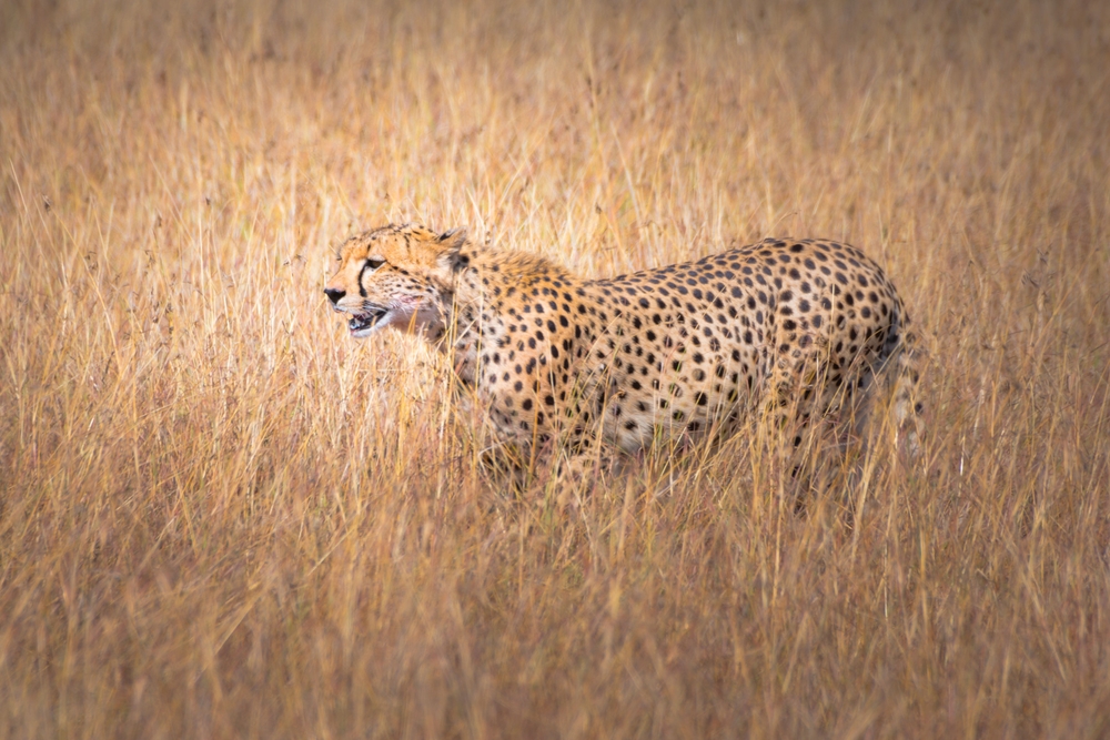 Khar Turan National Park