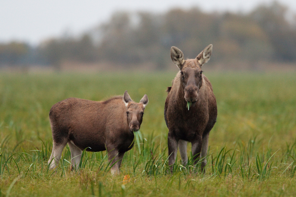 Matsalu National Park