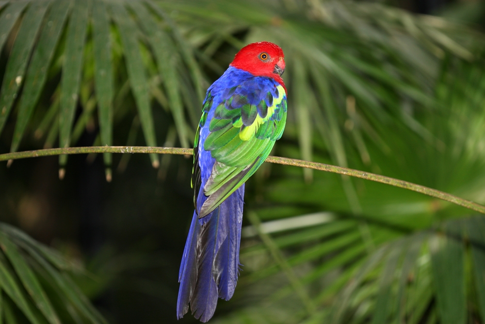Birds