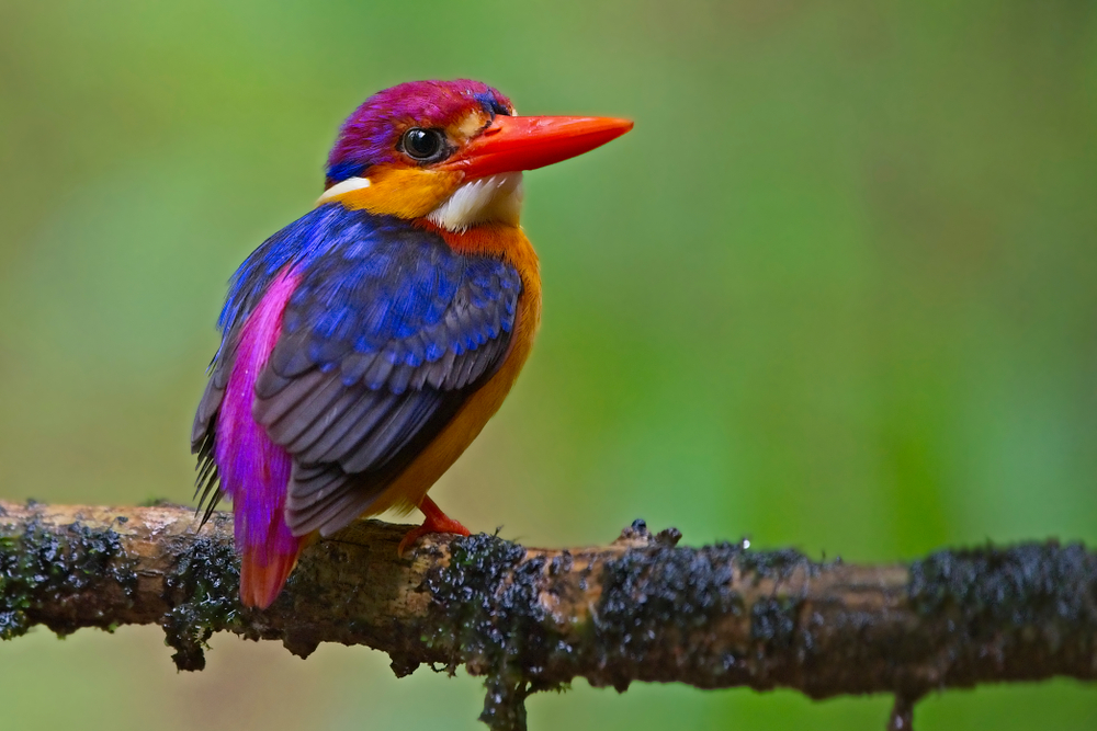 Birds