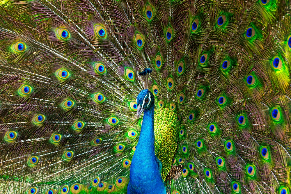 Birds