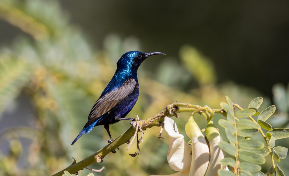Birds
