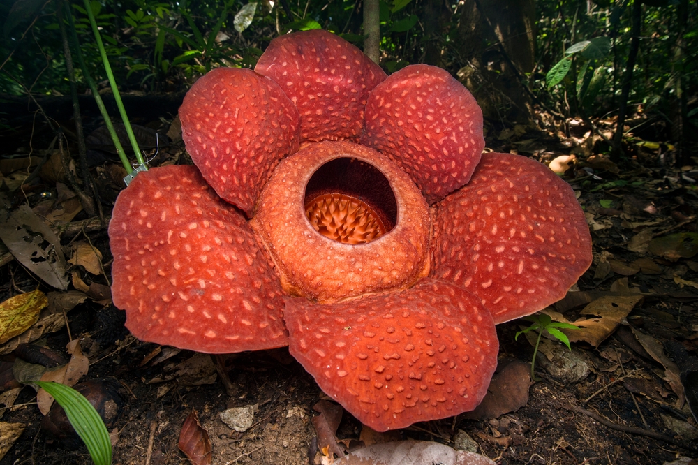 Rafflesia tuan-mudae