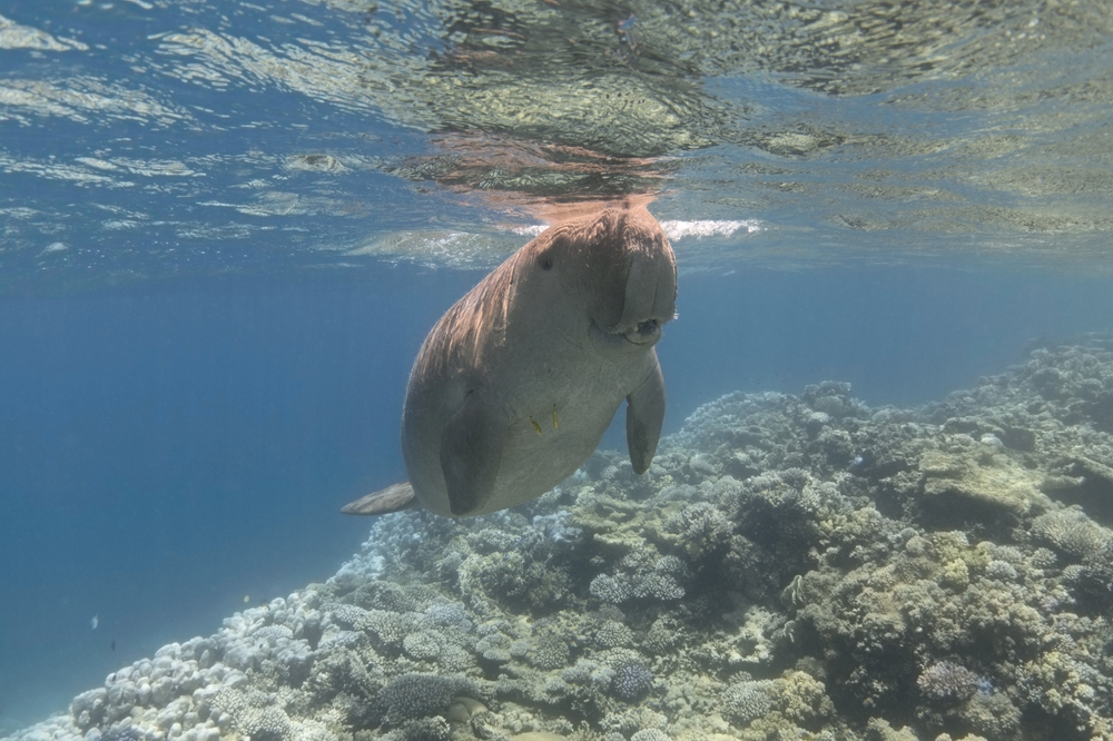 Ranji Jhansi Marine National Park