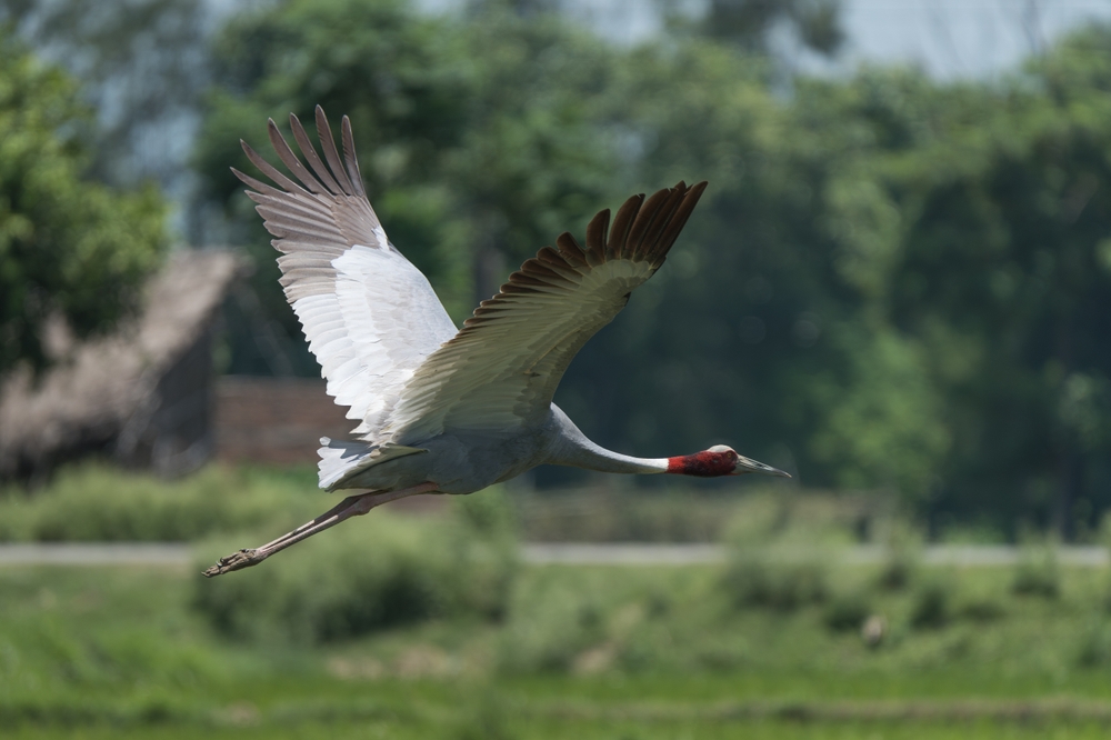 Birds