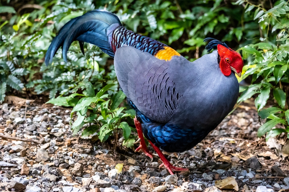 Birds