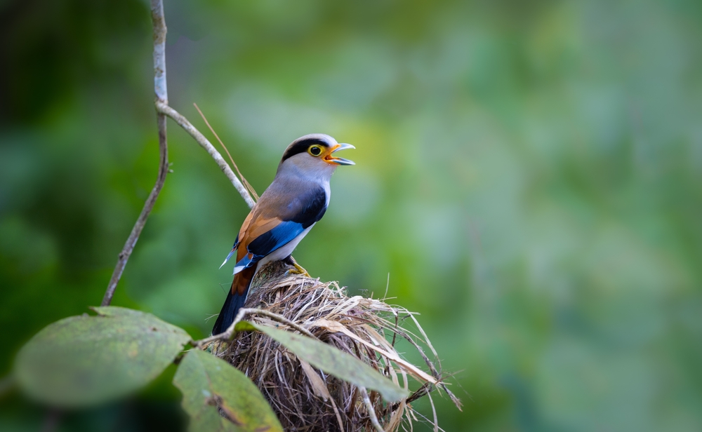 Birds