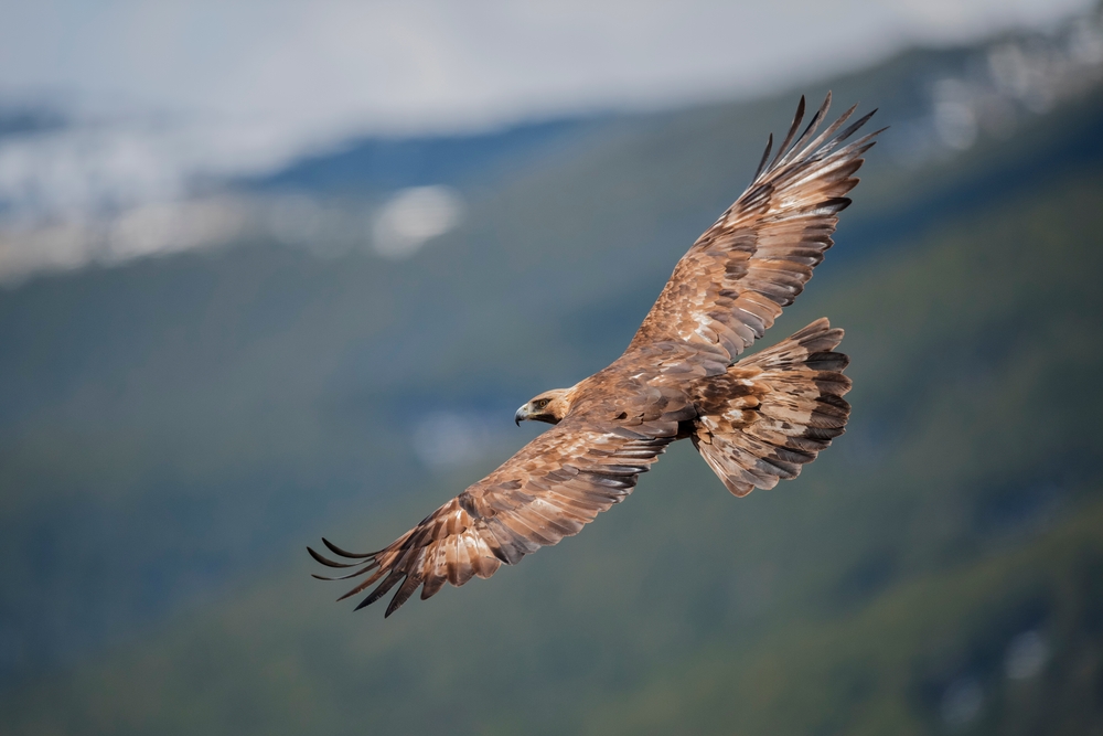 Sorkheh Hesar National Park