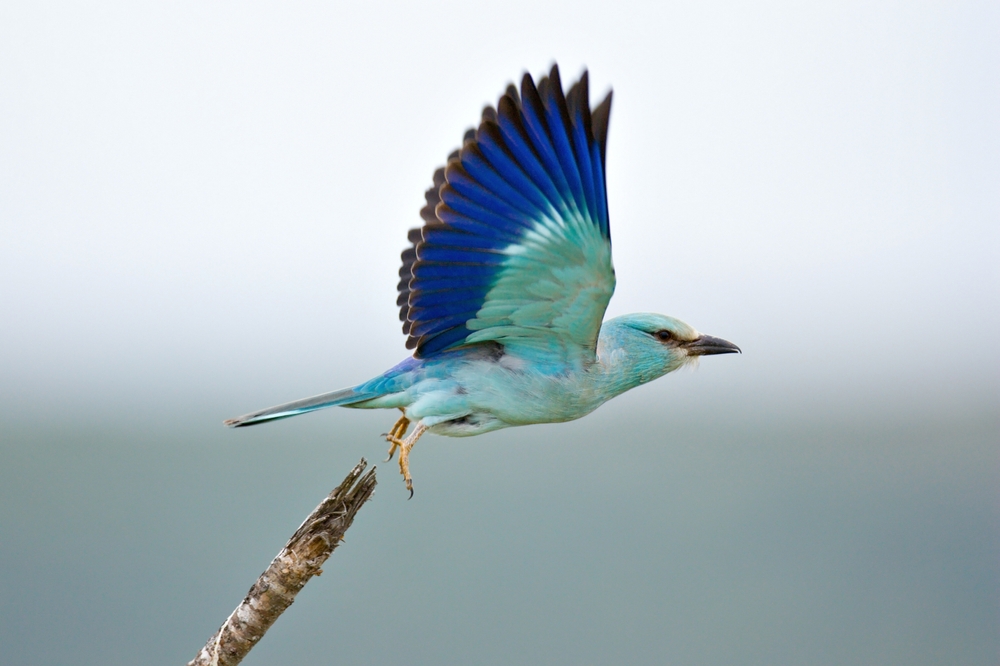 Tandooreh National Park
