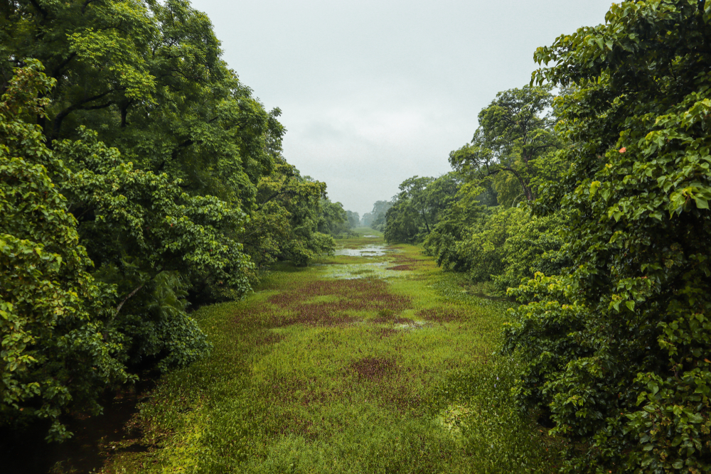 Valmiki National Park