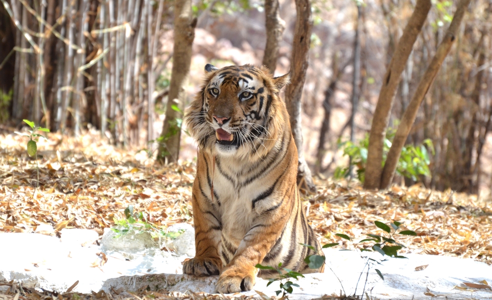 Van Vihar National Park