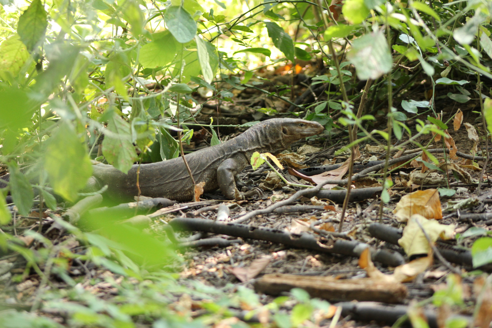 Vansda National Park