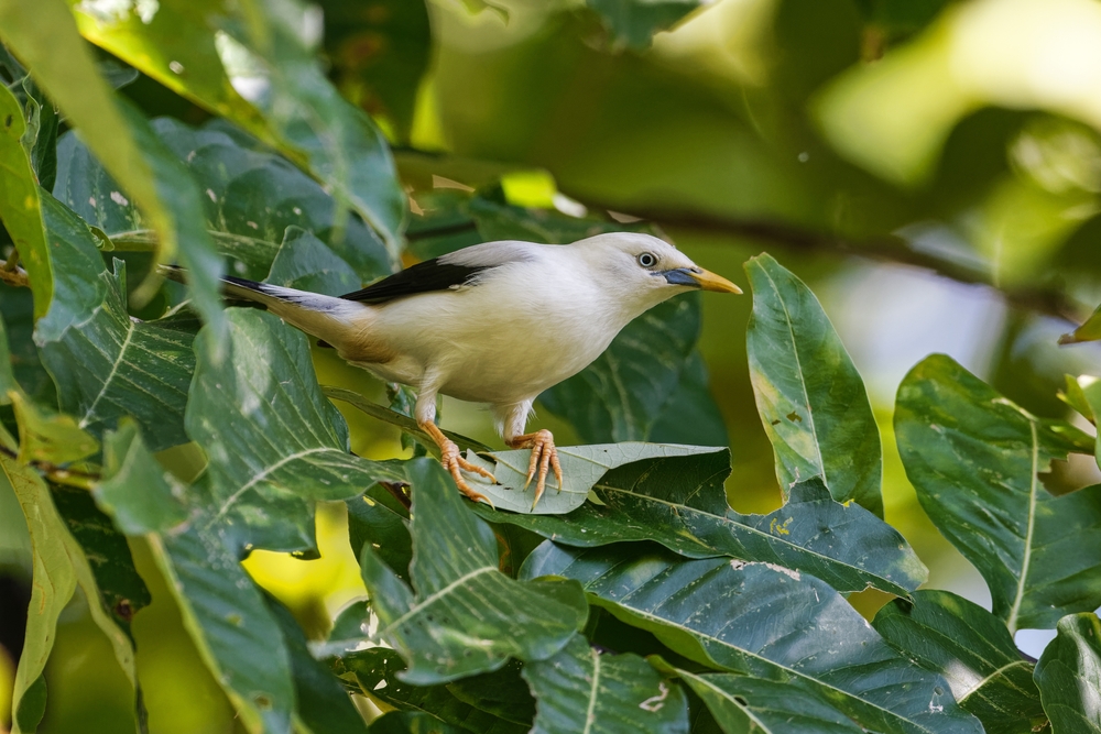 Birds