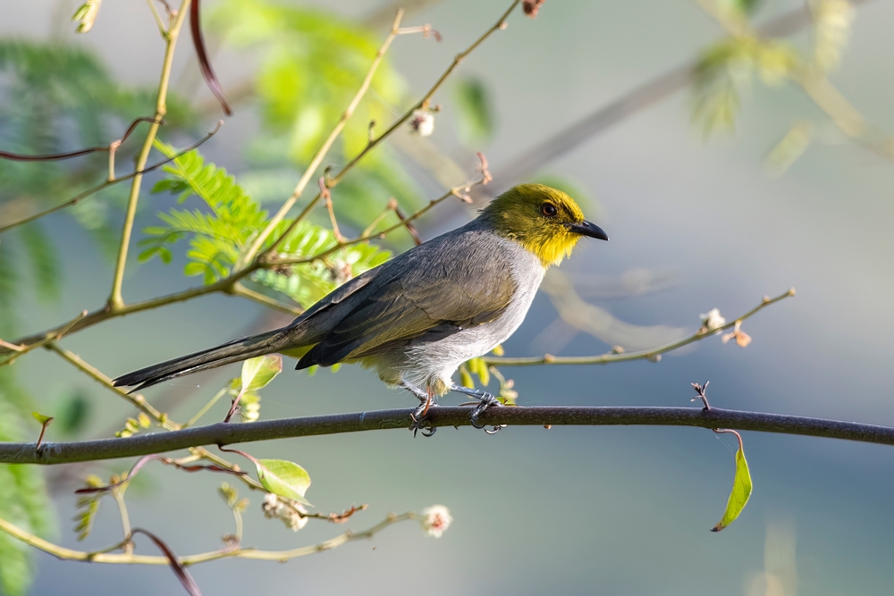 Birds
