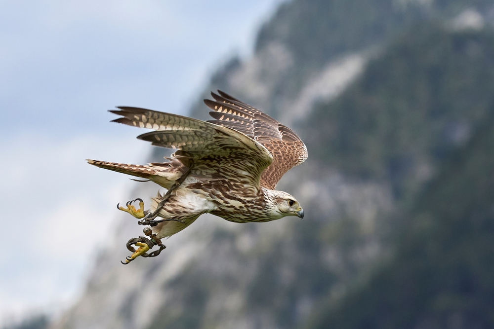 Birds