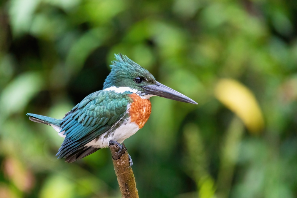 Birds