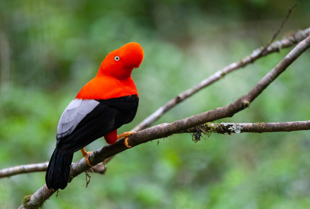Birds