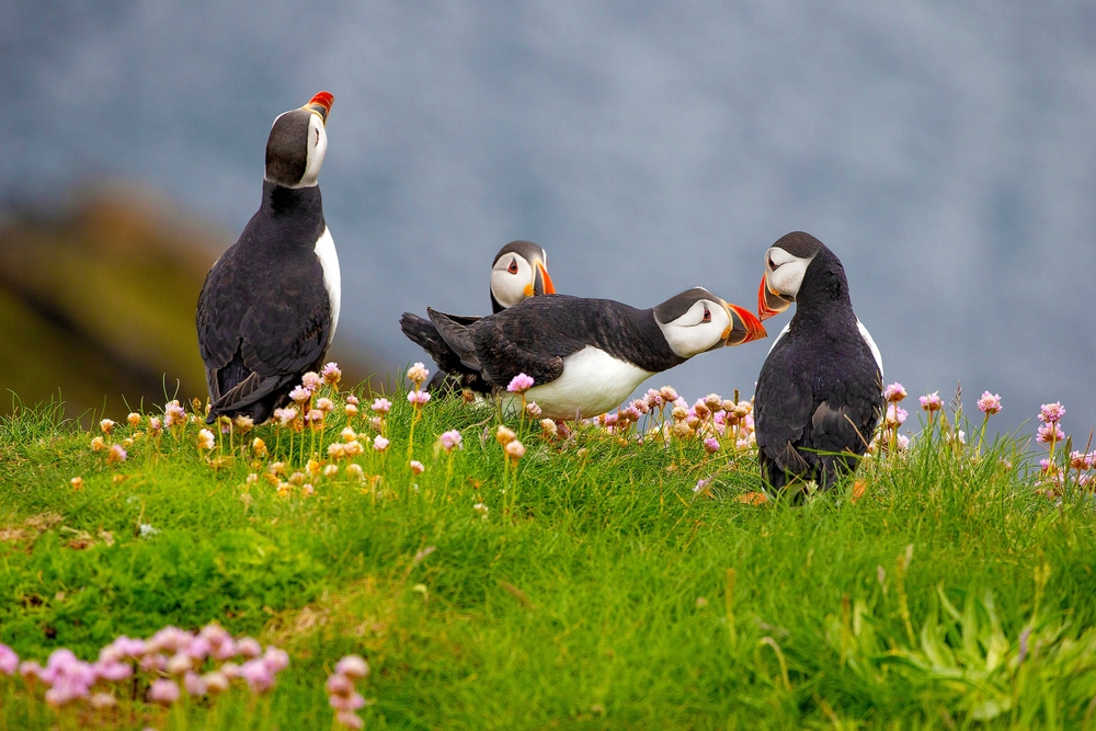 Birds
