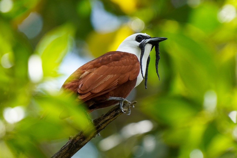 Birds