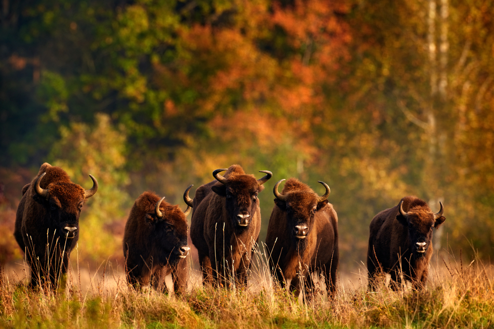 Białowieża National Park