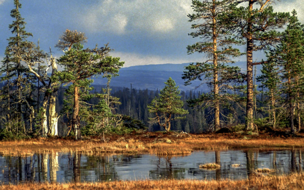 Blåfjella-Skjækerfjella National Park
