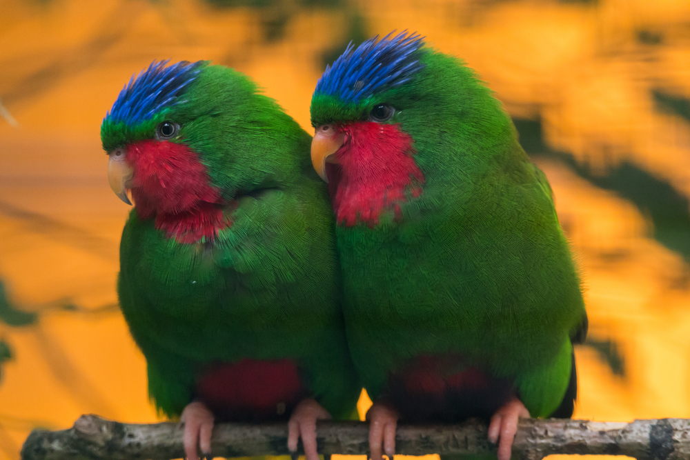 BIrds