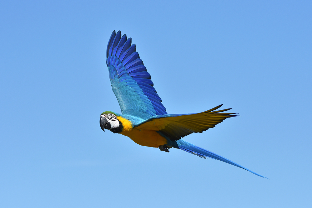 Birds