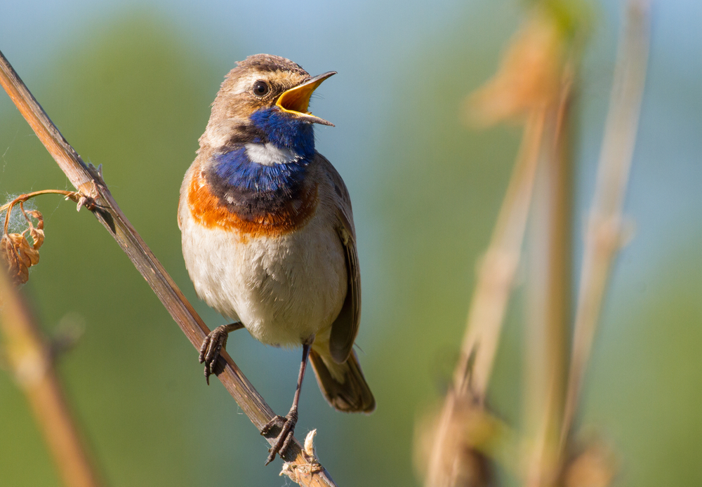 Birds