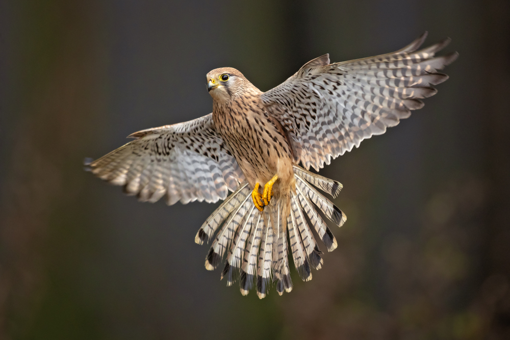 Birds
