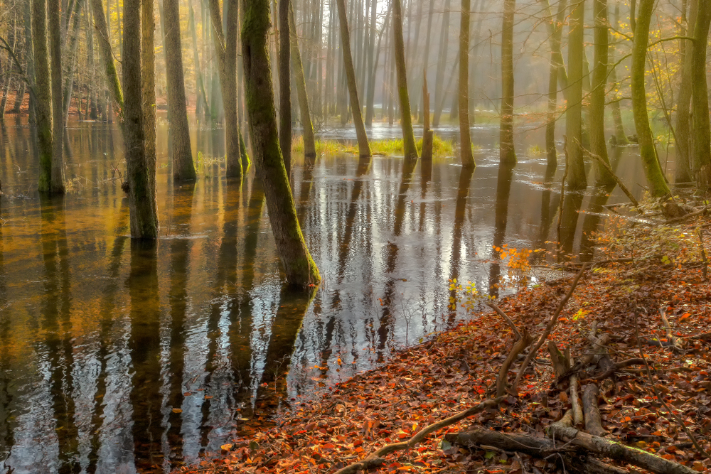 Drawa National Park