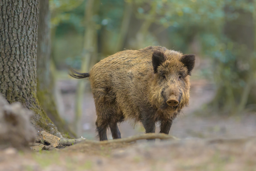 Forêts National Park