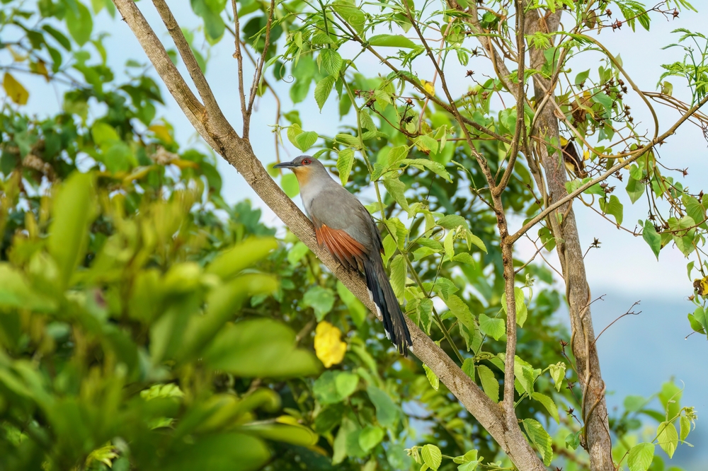 Birds