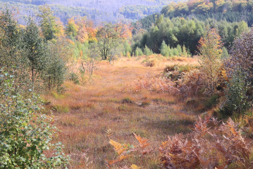 Hunsrück-Hochwald National Park