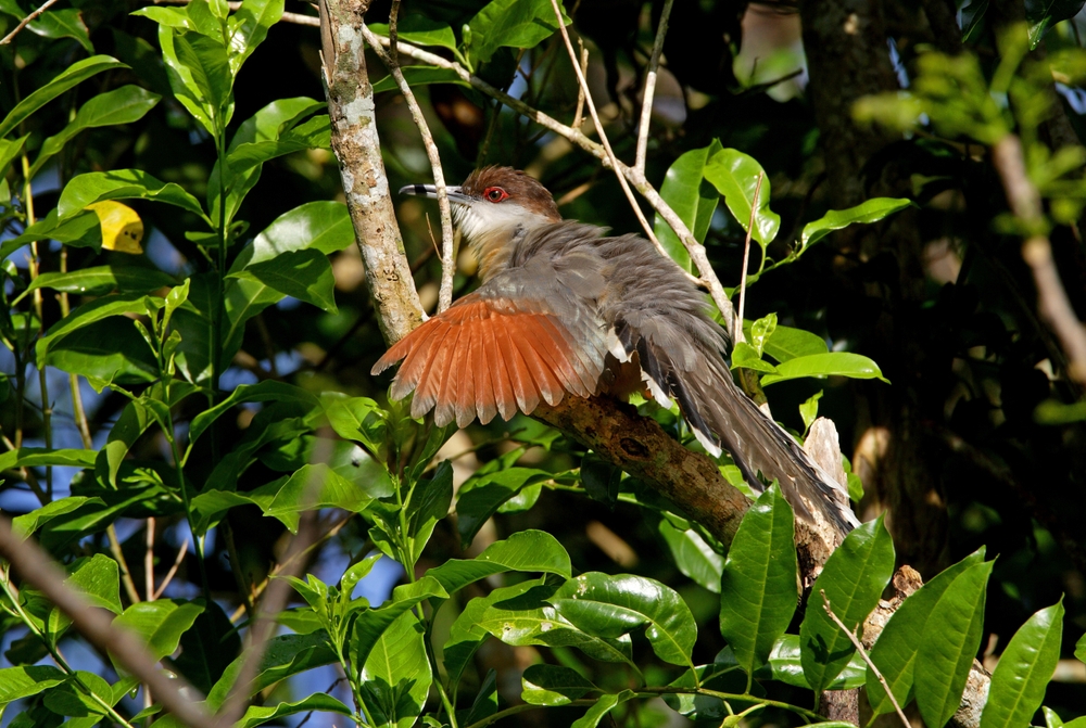Birds