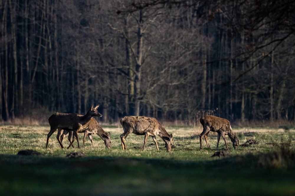 Kampinos National Park