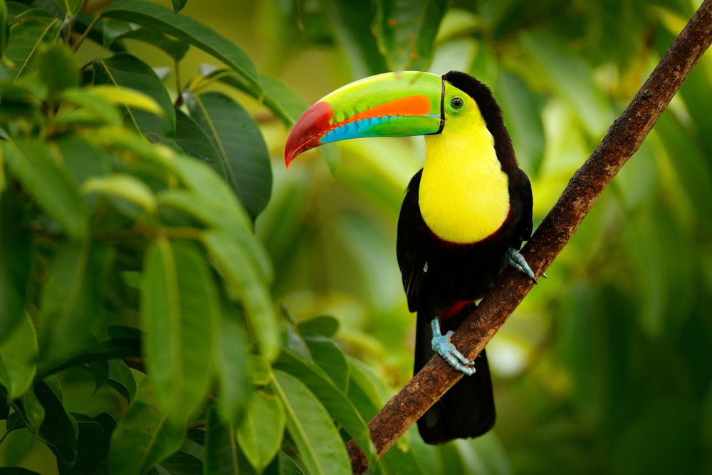 Birds