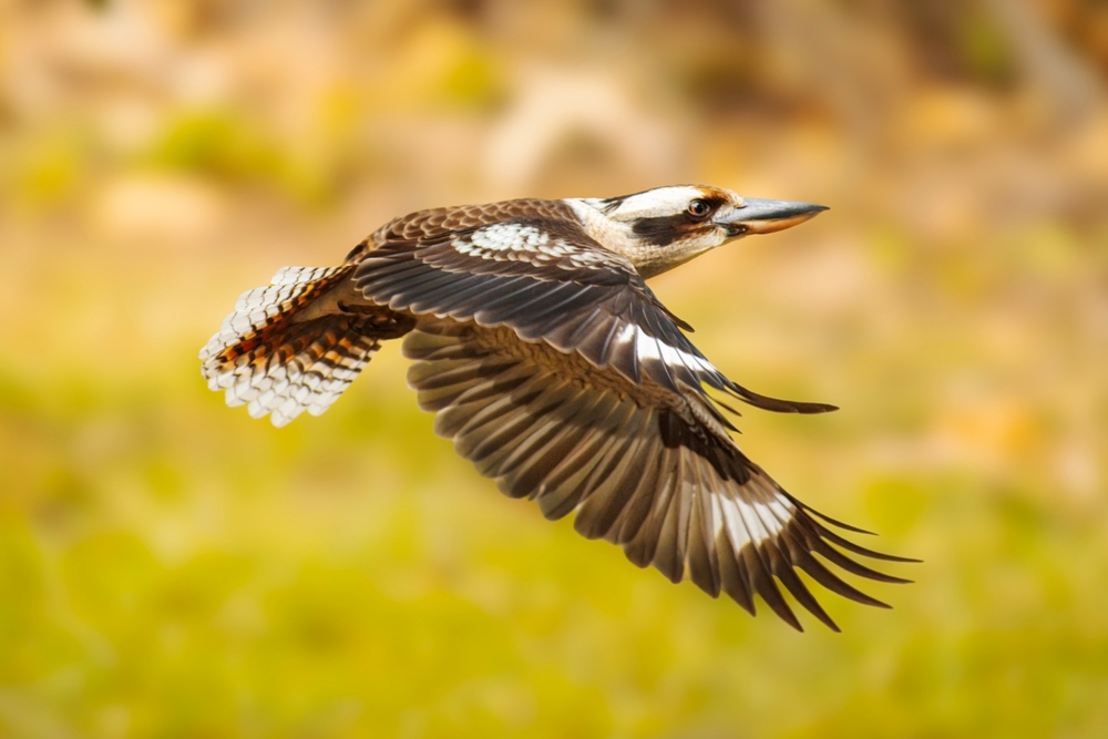 Birds