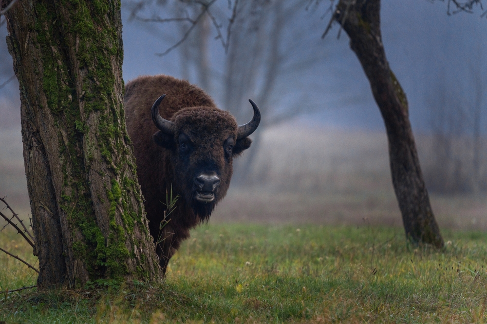 Magura National Park