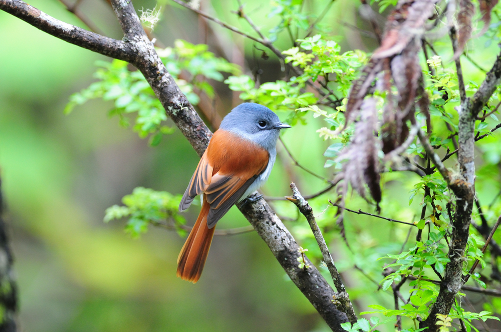 Birds