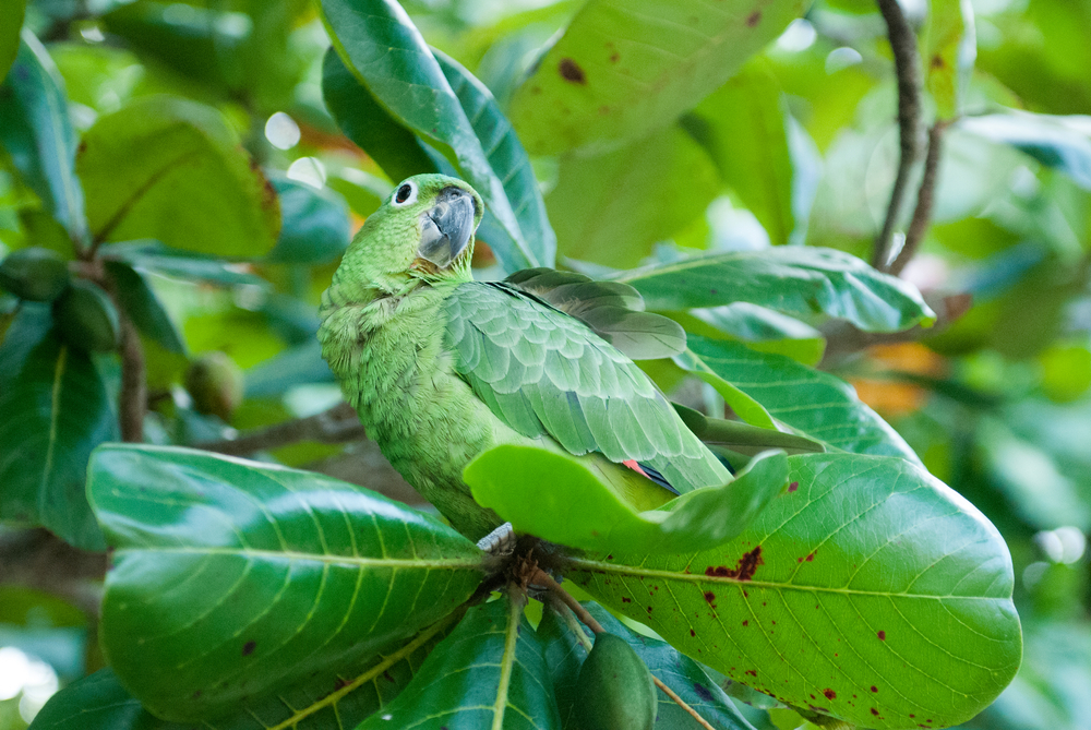 Birds