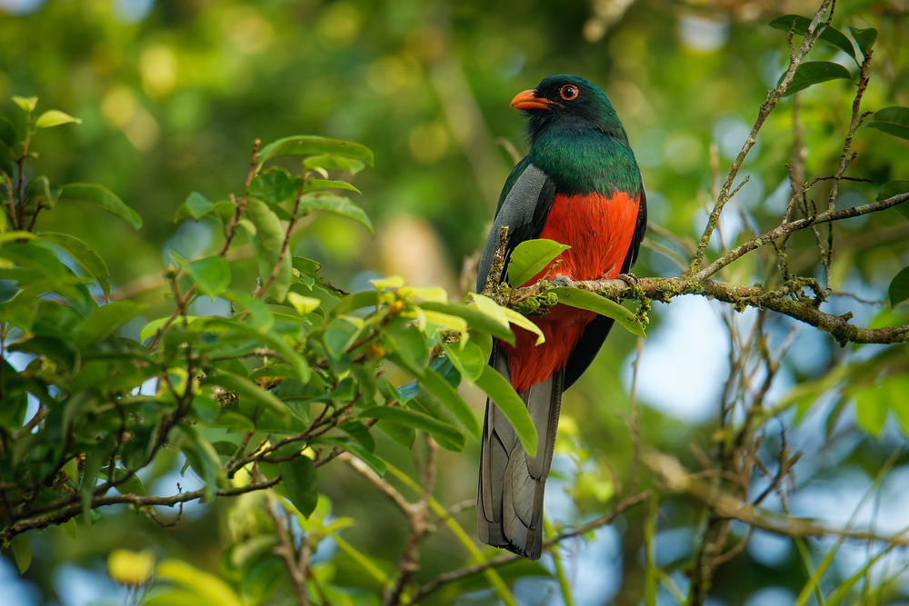 Birds