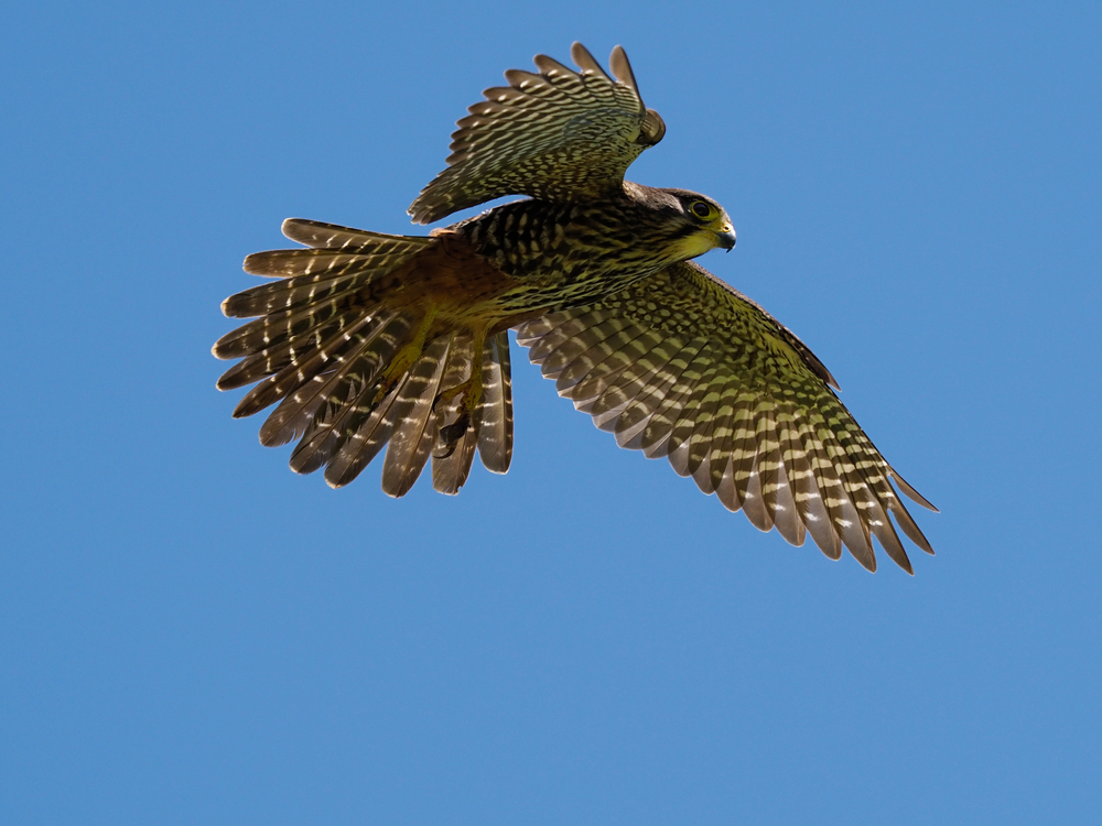 Birds