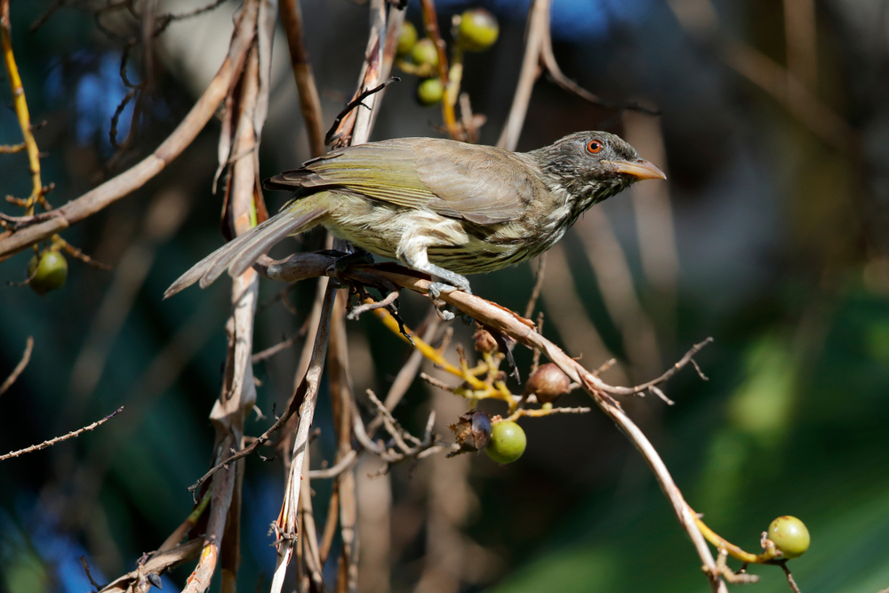 Birds