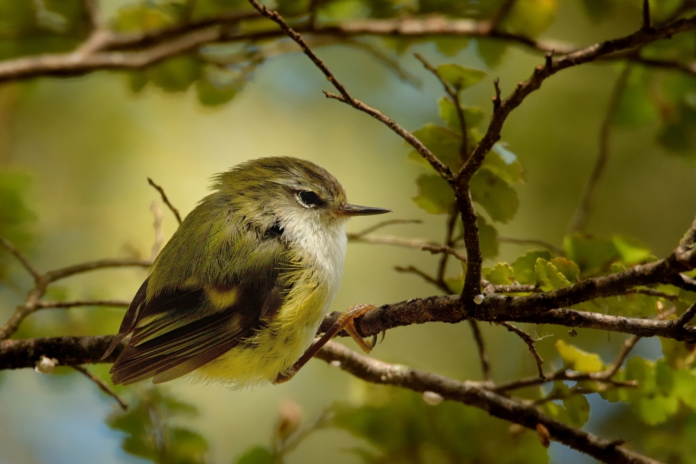 Birds