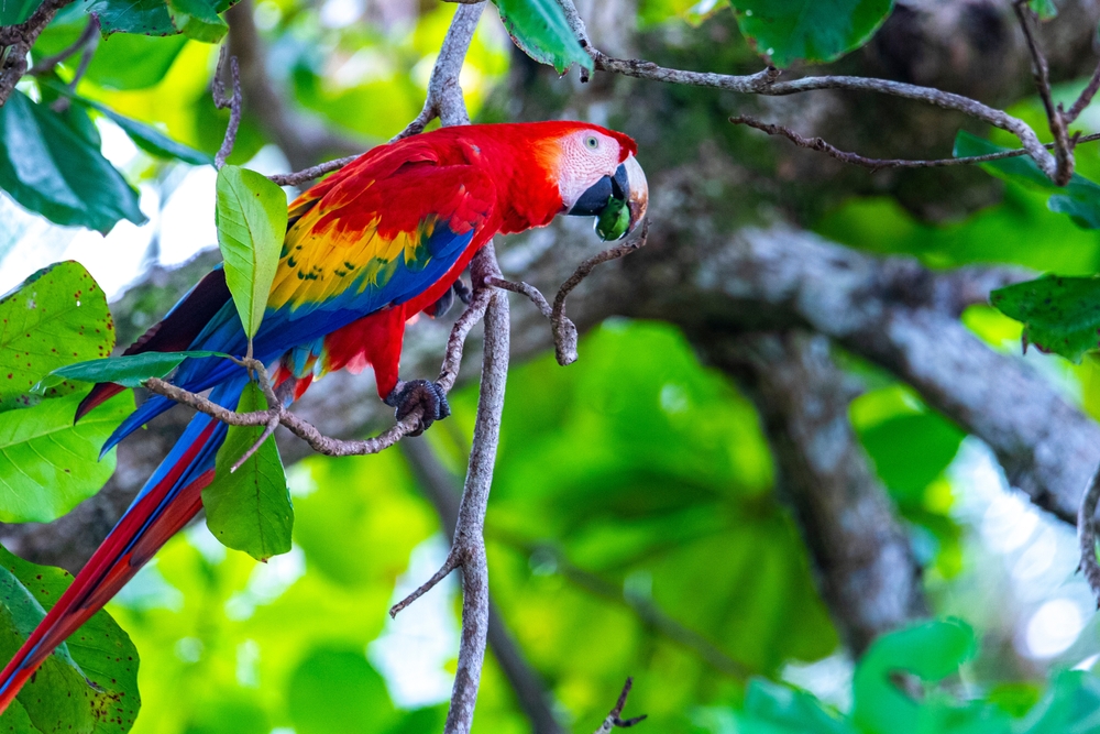 Birds