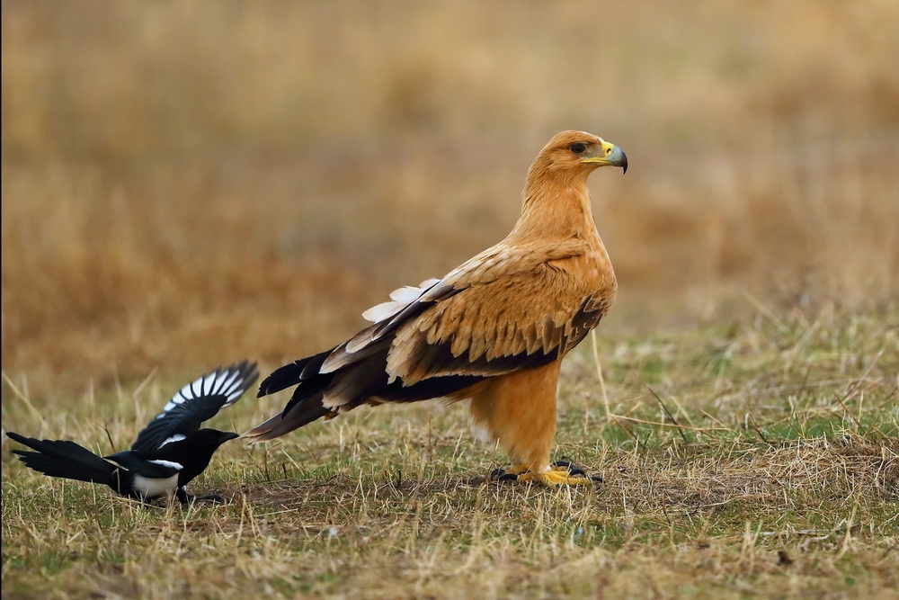 Birds