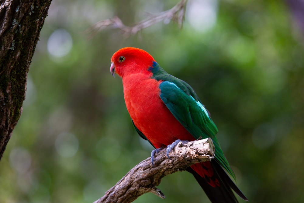 Birds