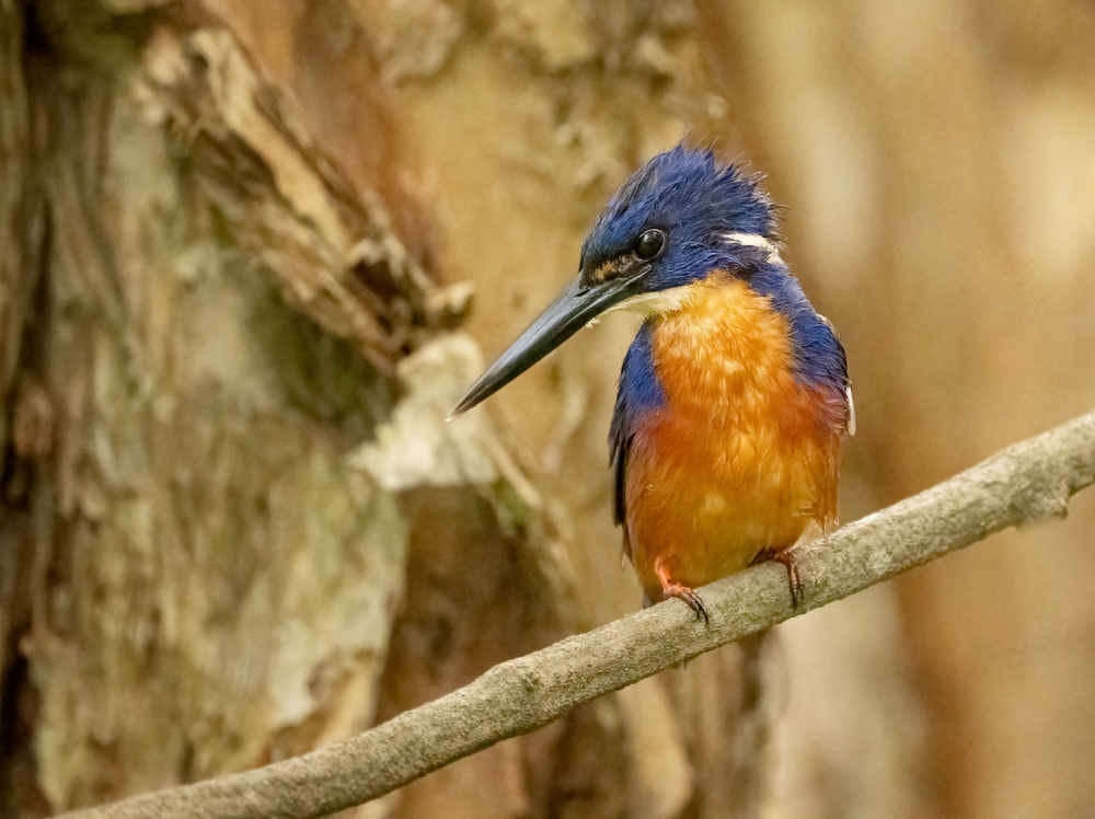 Birds